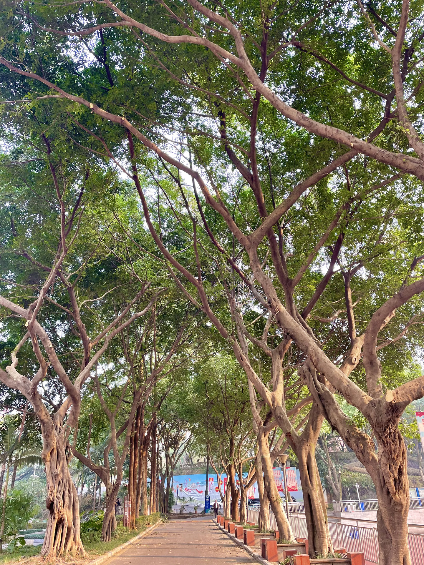 进校门主通道.jpg